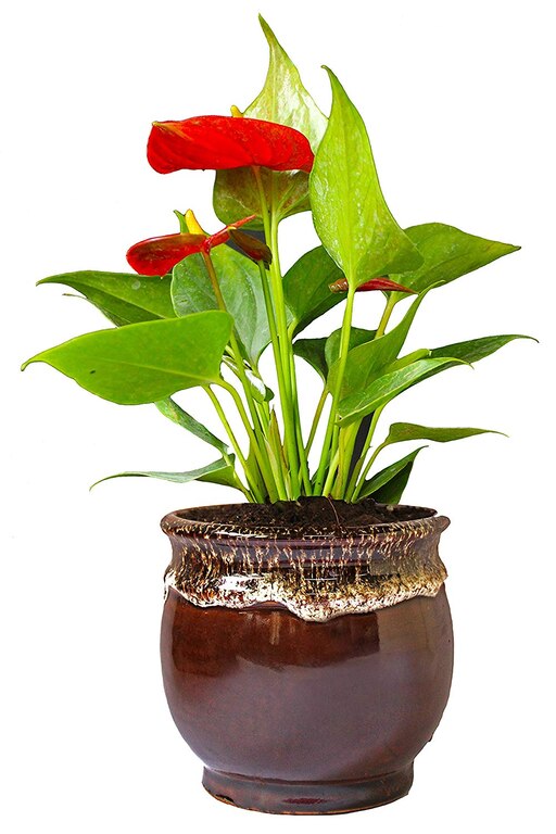 Exotic Anthurium Red Plant In Brown Drip Glazed Ceramic Pot